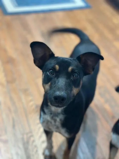 Jack