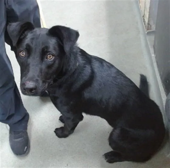 A young large-sized female Border Collie dog named Dahlia for adoption in Salinas, CA