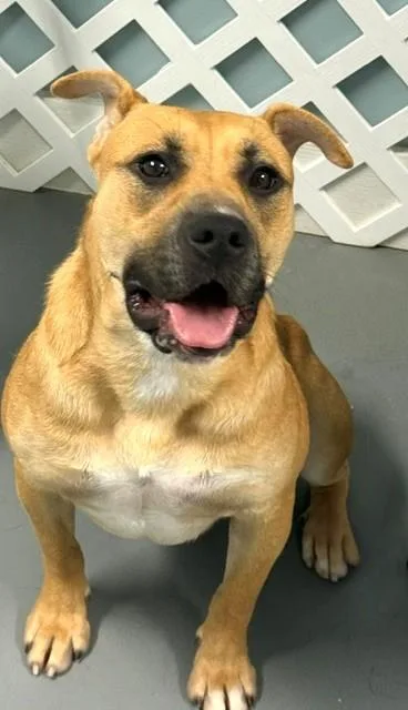 A young medium-sized female Brown / Chocolate Hound dog named Bacon for adoption in Hawk Point, MO
