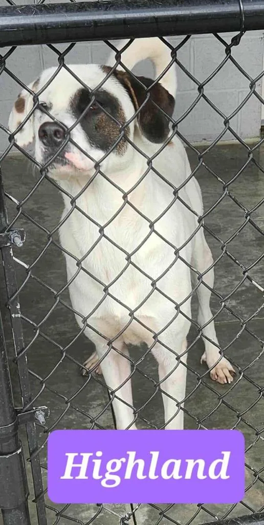 Highland thumbnail 2