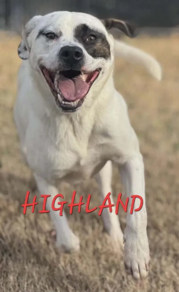 Highland thumbnail 3