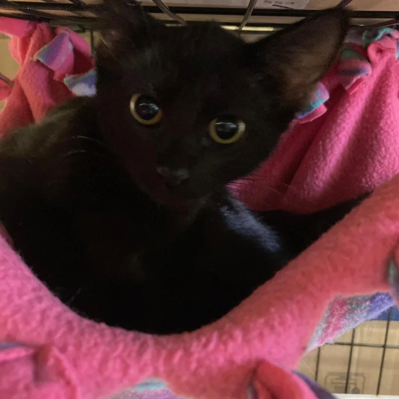 A baby medium-sized female Black Domestic Short Hair cat named Ra for adoption in Kankakee, IL