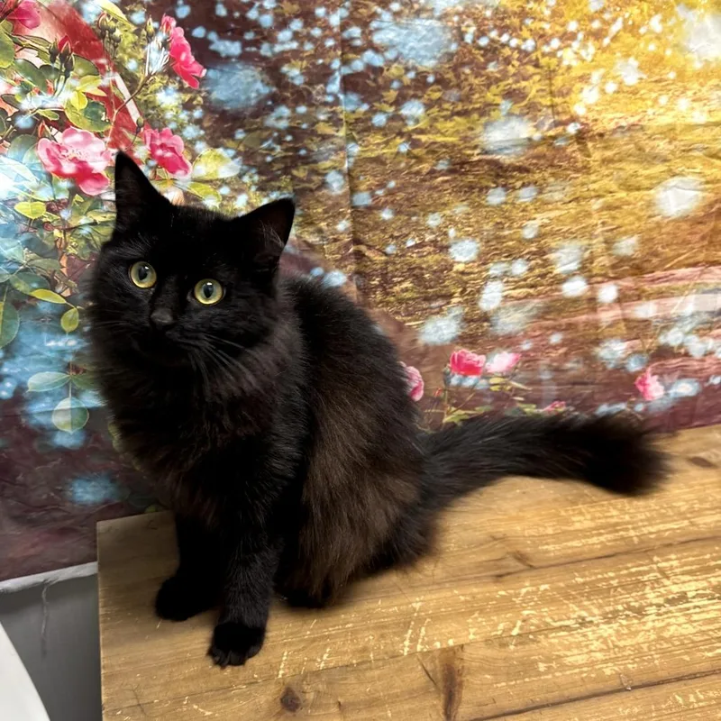 A young medium-sized female Black Domestic Long Hair cat named Zoey for adoption in Normal, IL