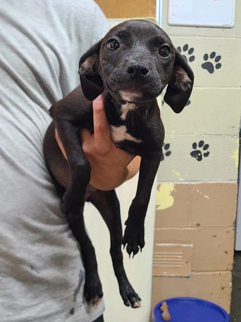 A baby medium-sized female Pit Bull Terrier dog named Fancy for adoption in Swainsboro, GA