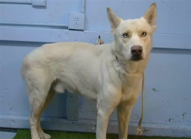 A young large-sized male Siberian Husky dog named Lenny for adoption in Gardena, CA