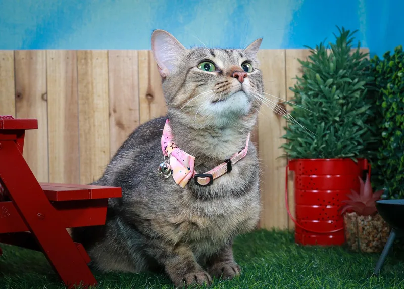 An adult medium-sized female Tabby (Gray / Blue / Silver) Tabby cat named Bella & Tortina for adoption in Parker, TX