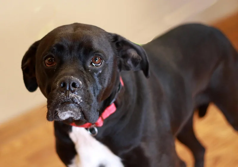 Pudgy Boots thumbnail 2