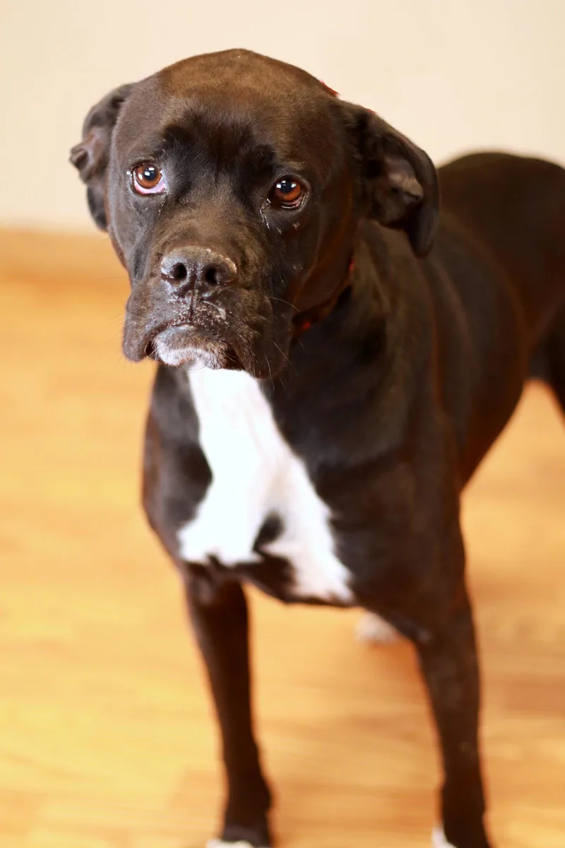 Pudgy Boots thumbnail 3