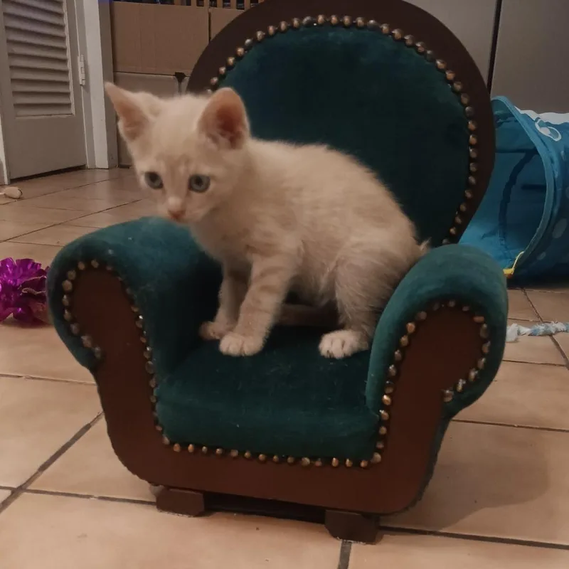 A baby small-sized male Buff / Tan / Fawn Domestic Short Hair cat named Mango for adoption in Marion, IL