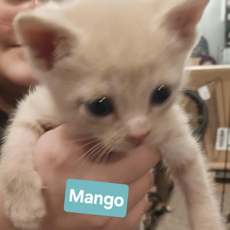 Mango thumbnail 3
