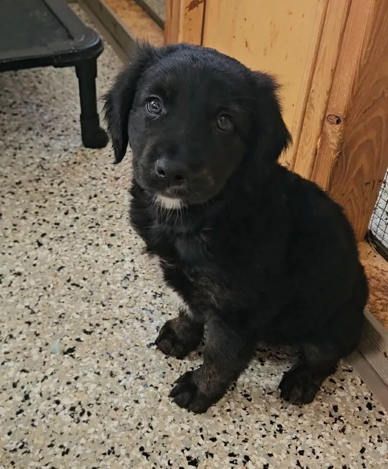 A baby medium-sized male Labrador Retriever dog named Pascal for adoption in China Township, MI