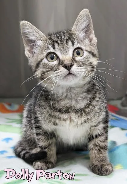 A baby small-sized female Domestic Short Hair cat named Dolly Parton for adoption in Mason, MI