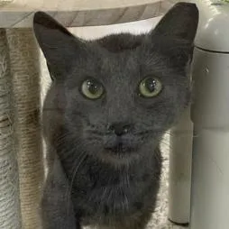 A young medium-sized male Gray / Blue / Silver Domestic Short Hair cat named Colquitt   Fergus for adoption in Donalsonville, GA