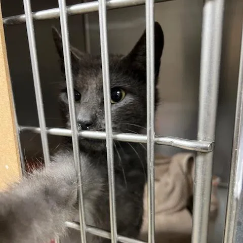 Colquitt   Fergus thumbnail 2