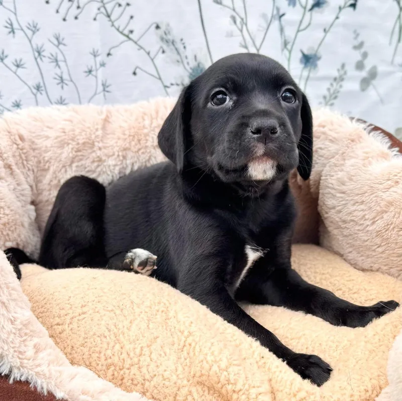 A baby small-sized female Black Puggle dog named Mouse for adoption in Southport, CT