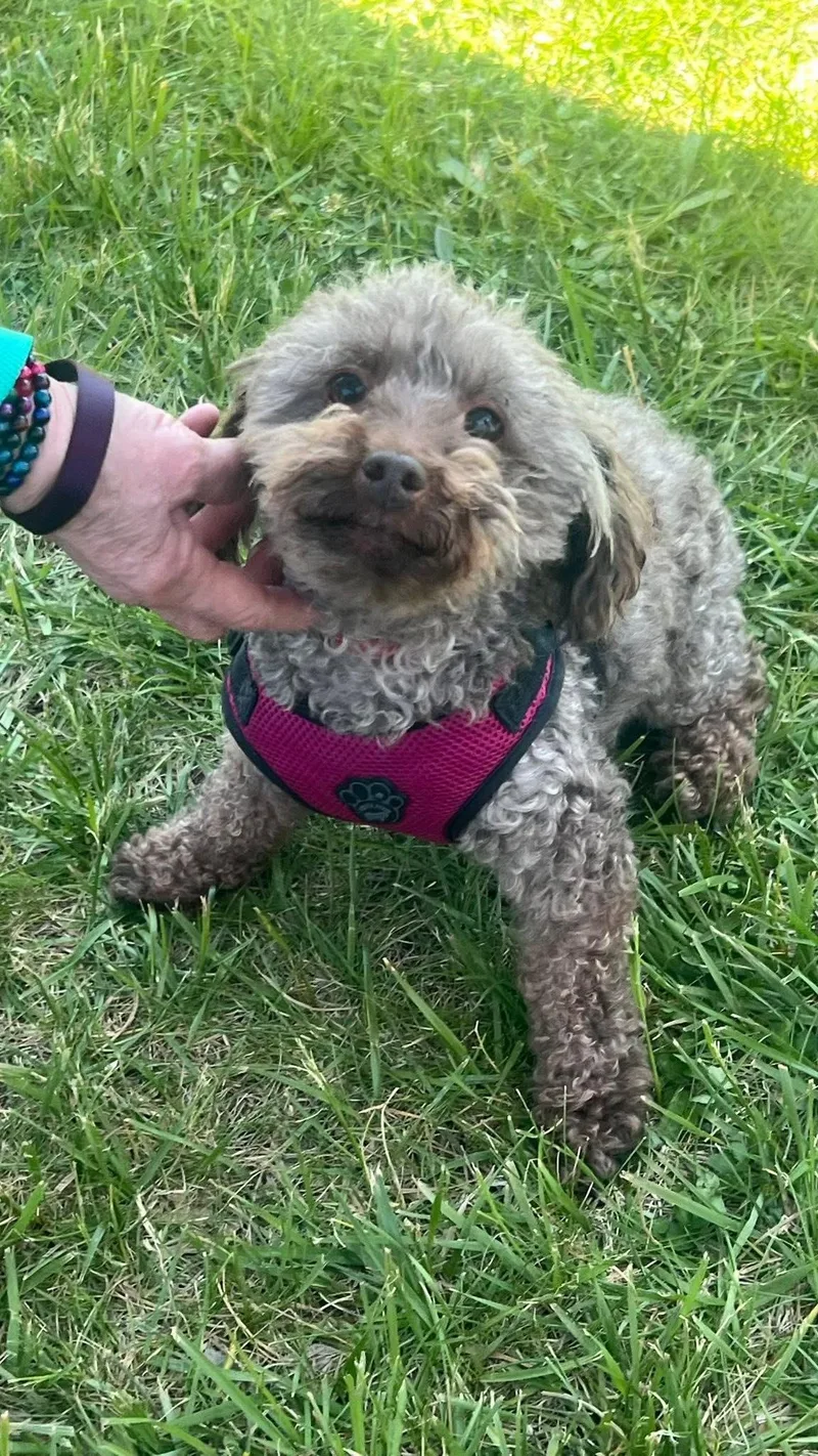 An adult small-sized female Gray / Blue / Silver Poodle dog named Ivy for adoption in Avondale, PA