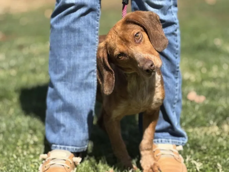 A young medium-sized male Brown / Chocolate Beagle dog named Bowen for adoption in Richmond, VA