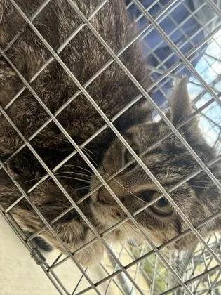 An adult medium-sized female Domestic Short Hair cat named Voodoo for adoption in Lafayette, IN