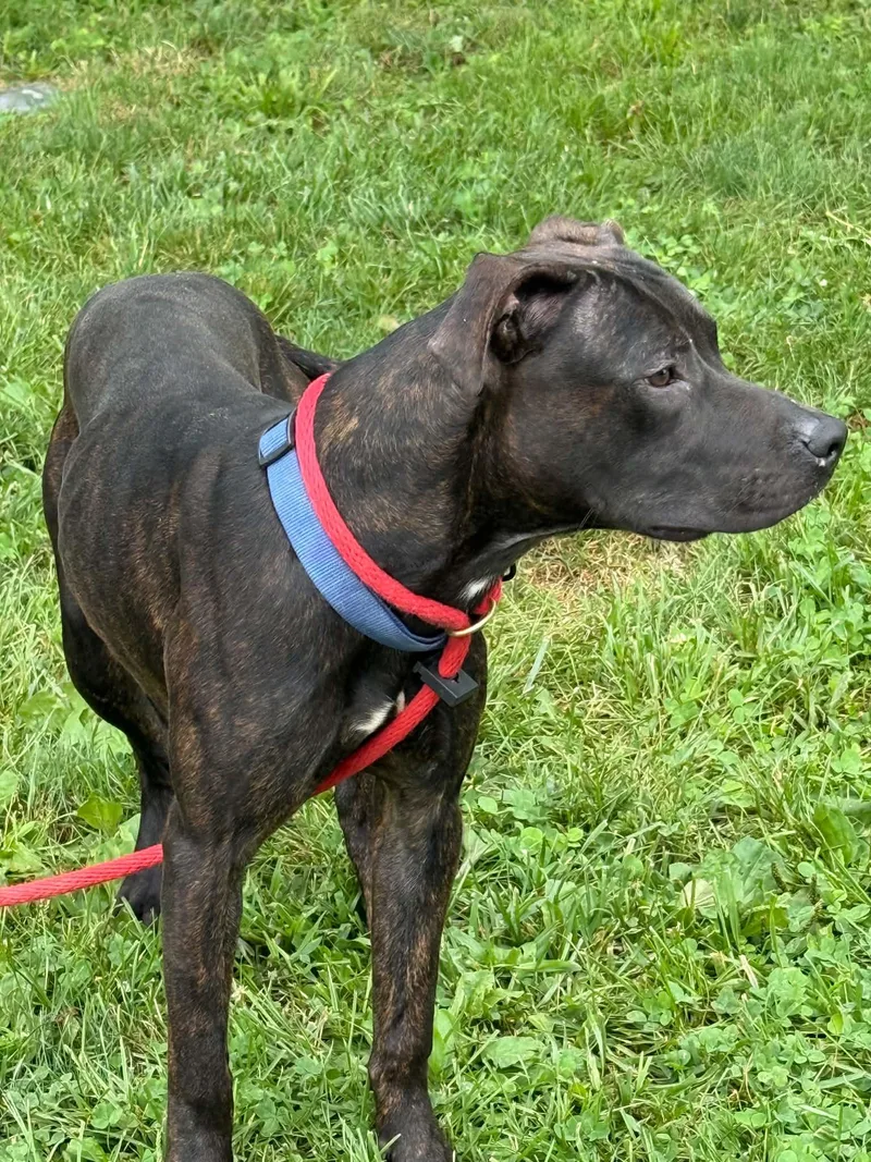 Dodger thumbnail 3
