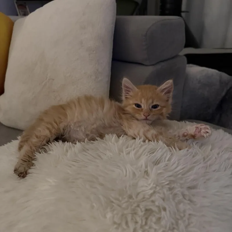 A baby small-sized male Orange / Red Domestic Medium Hair cat named Hamtaro for adoption in Tustin, CA