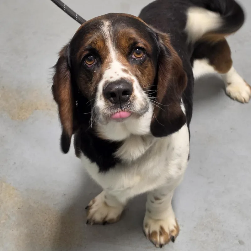 An adult small-sized male Brown / Chocolate Mixed Breed dog named Luigi for adoption in Troy, IL