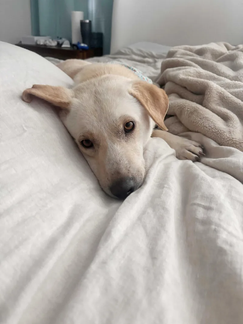 A young medium-sized male Yellow / Tan / Blond / Fawn Labrador Retriever dog named Dillon for adoption in Pflugerville, TX