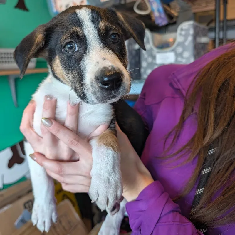 A baby medium-sized male Mixed Breed dog named Galileo for adoption in Shawnee, KS