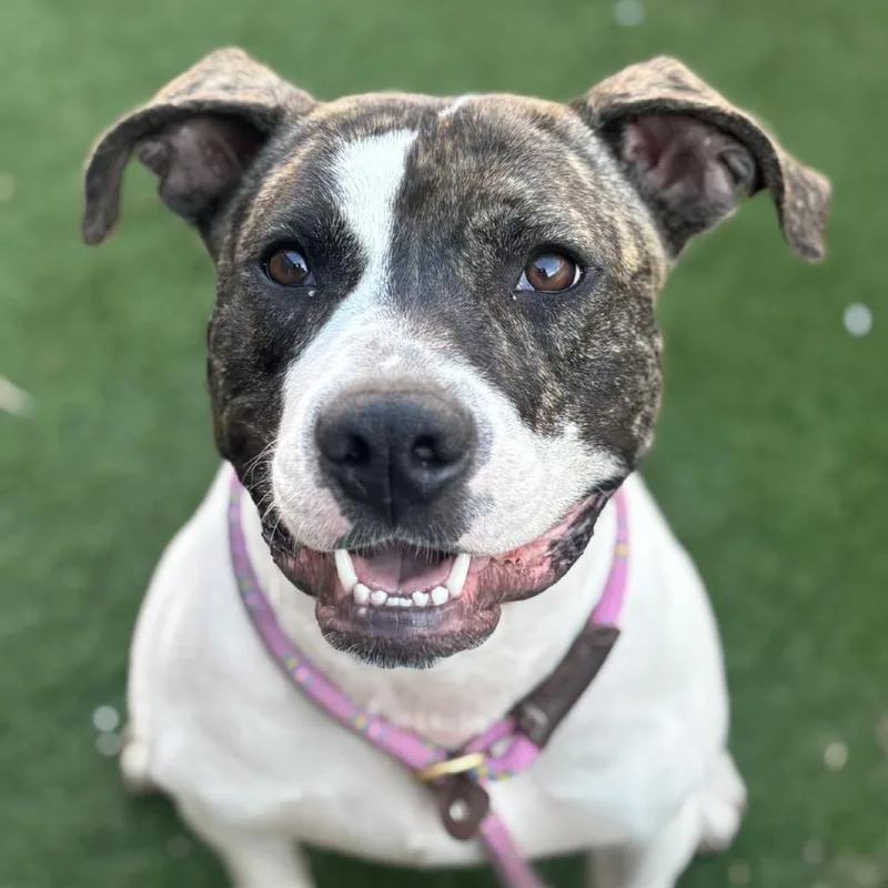 Ratatouille thumbnail 2