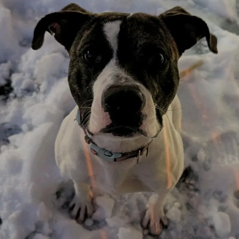 Ratatouille thumbnail 3