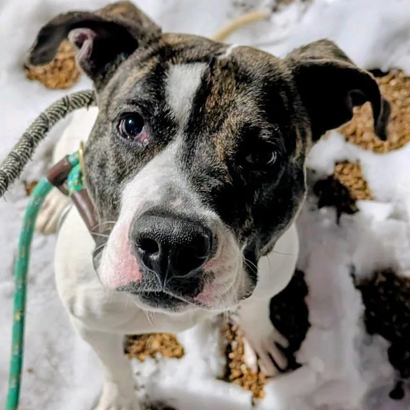 Ratatouille thumbnail 4