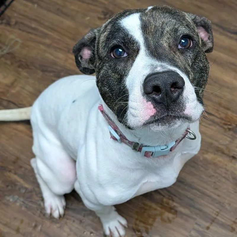 Ratatouille thumbnail 5