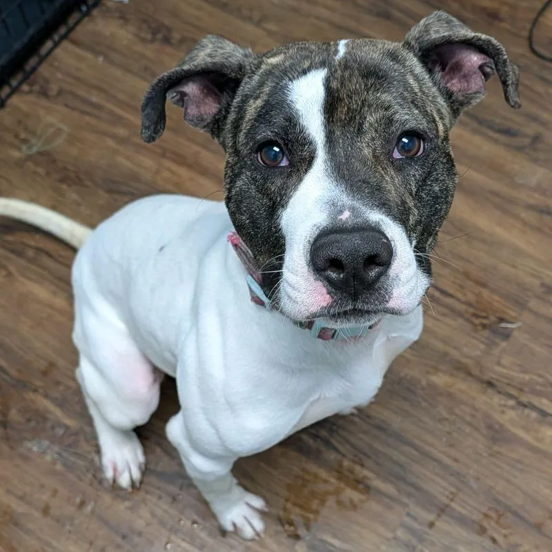 Ratatouille thumbnail 6