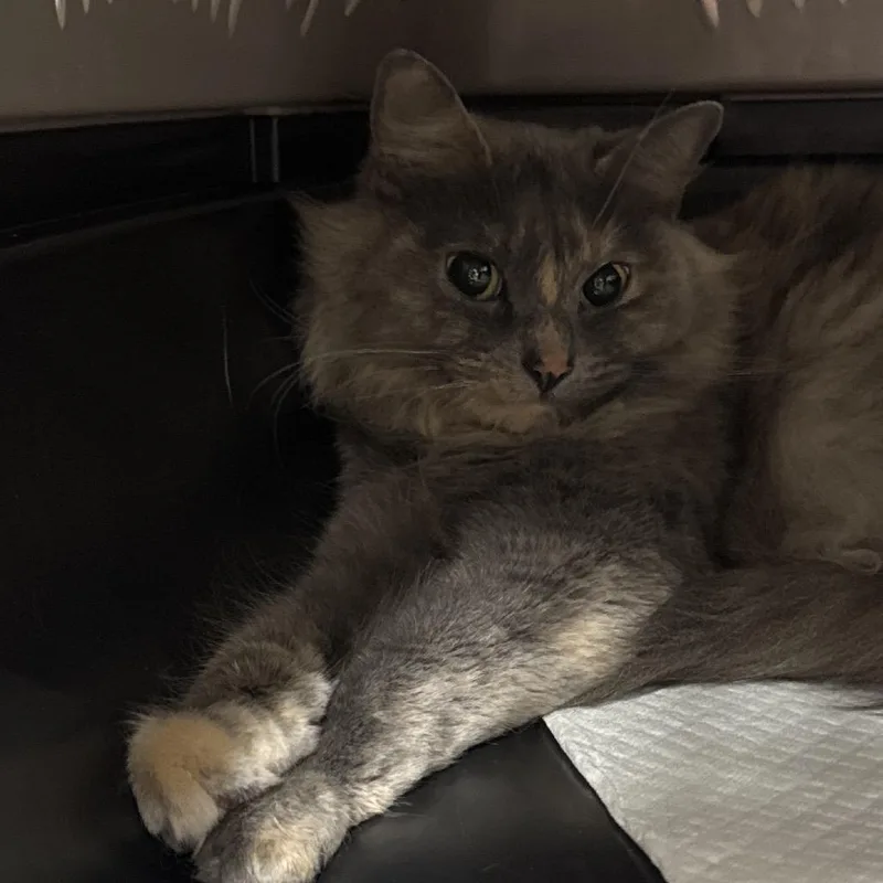 An adult medium-sized female Tortoiseshell Domestic Medium Hair cat named Darla for adoption in Salt Lake City, UT