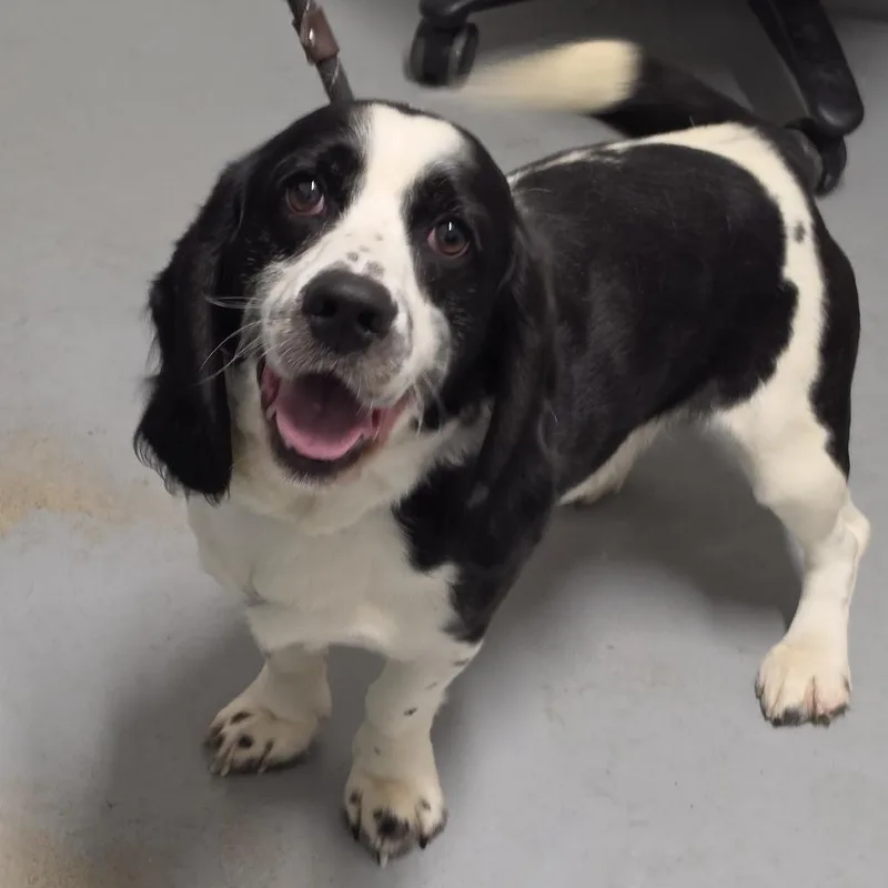 An adult small-sized male Black Mixed Breed dog named Mario for adoption in Troy, IL