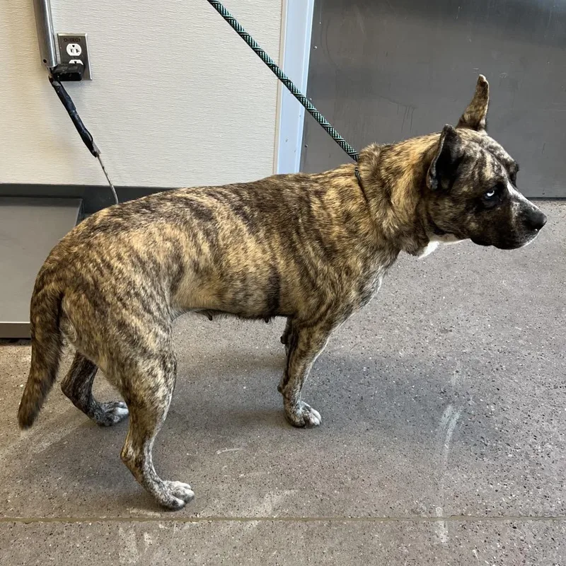 An adult medium-sized female Mixed Breed dog named Doja for adoption in Las Cruces, NM