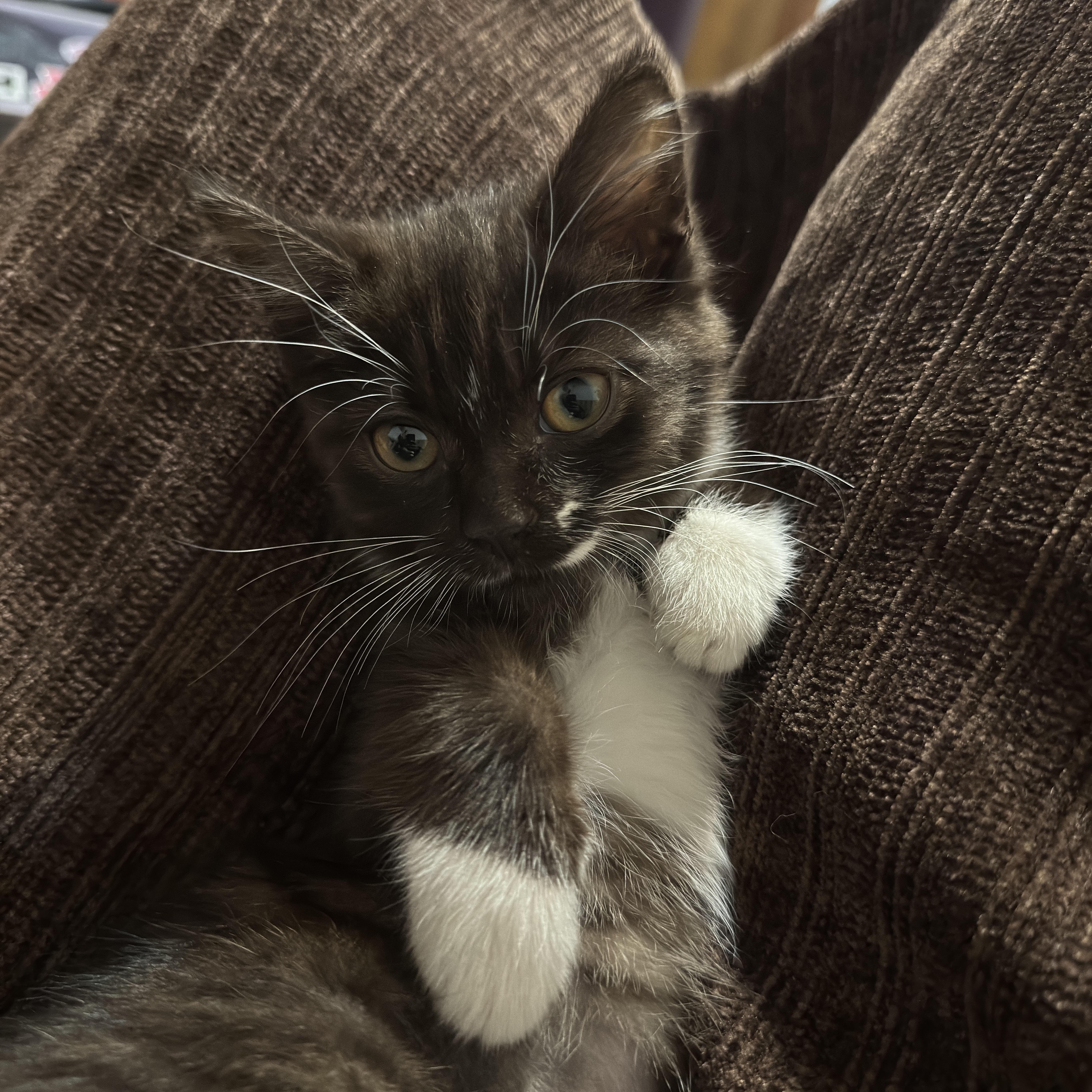 A young small-sized female Tabby (Brown / Chocolate) Domestic Medium Hair cat named Tornado for adoption in Athens, GA