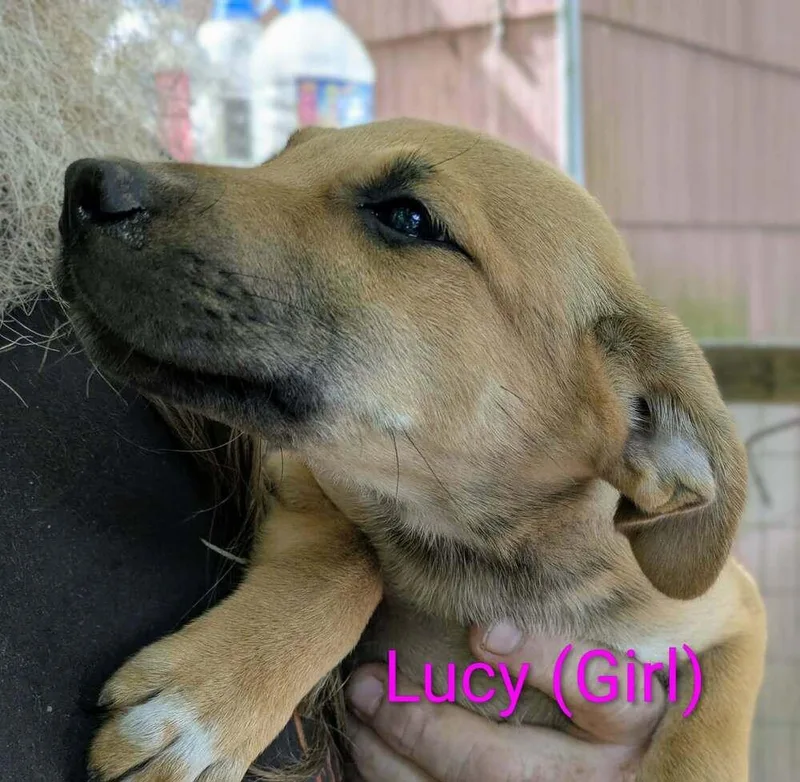 A baby large-sized female Brown / Chocolate Retriever dog named LLP Trixie : Lucy for adoption in Aurora, IN