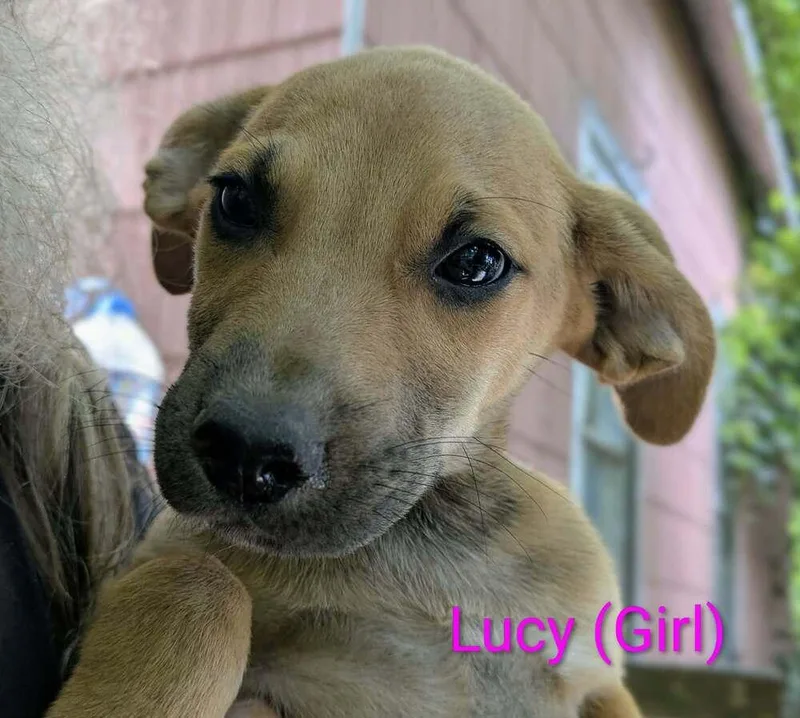 LLP Trixie : Lucy thumbnail 2