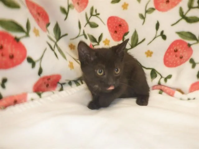 A baby small-sized male Domestic Short Hair cat named Fudgesicle for adoption in San Jose, CA