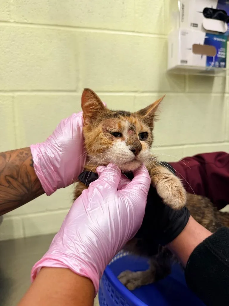 A baby medium-sized female Domestic Short Hair cat named Honey Bee for adoption in Rockport, TX