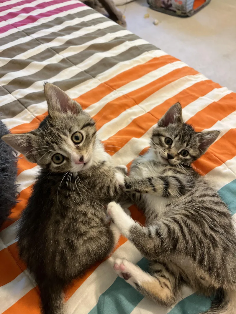 Gilligan & Lovie thumbnail 2