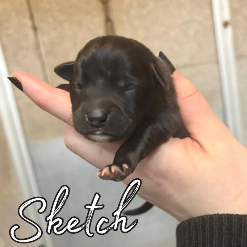 A baby small-sized male Chihuahua dog named Sketch for adoption in Hillsboro, OH