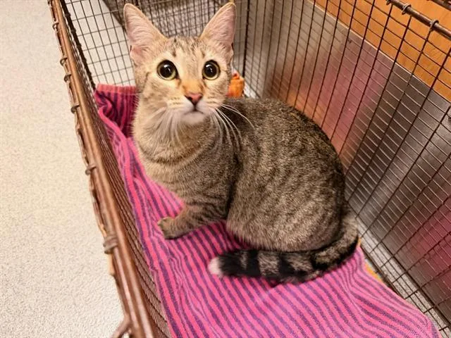 A young small-sized female Domestic Short Hair cat named Hathaway for adoption in Tustin, CA