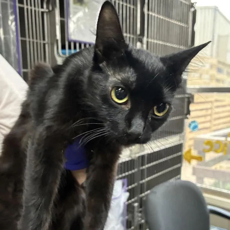 A young medium-sized female Black Domestic Short Hair cat named Presley for adoption in Hattiesburg, MS