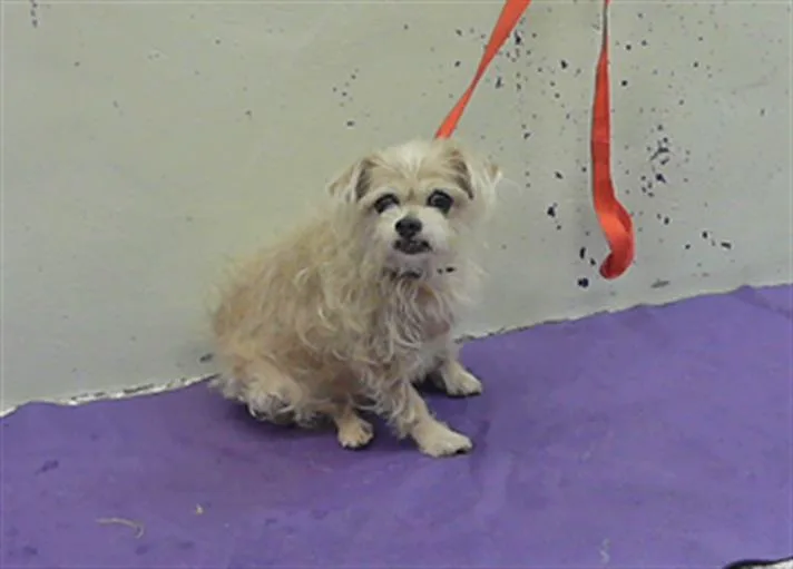 A senior small-sized female Poodle dog named Pixel for adoption in Houston, TX