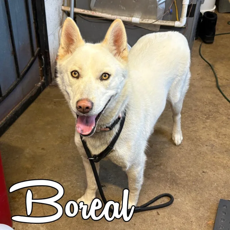 Boreal