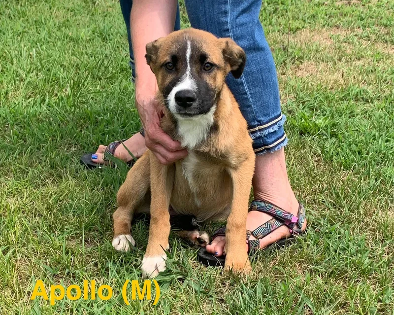 Apollo