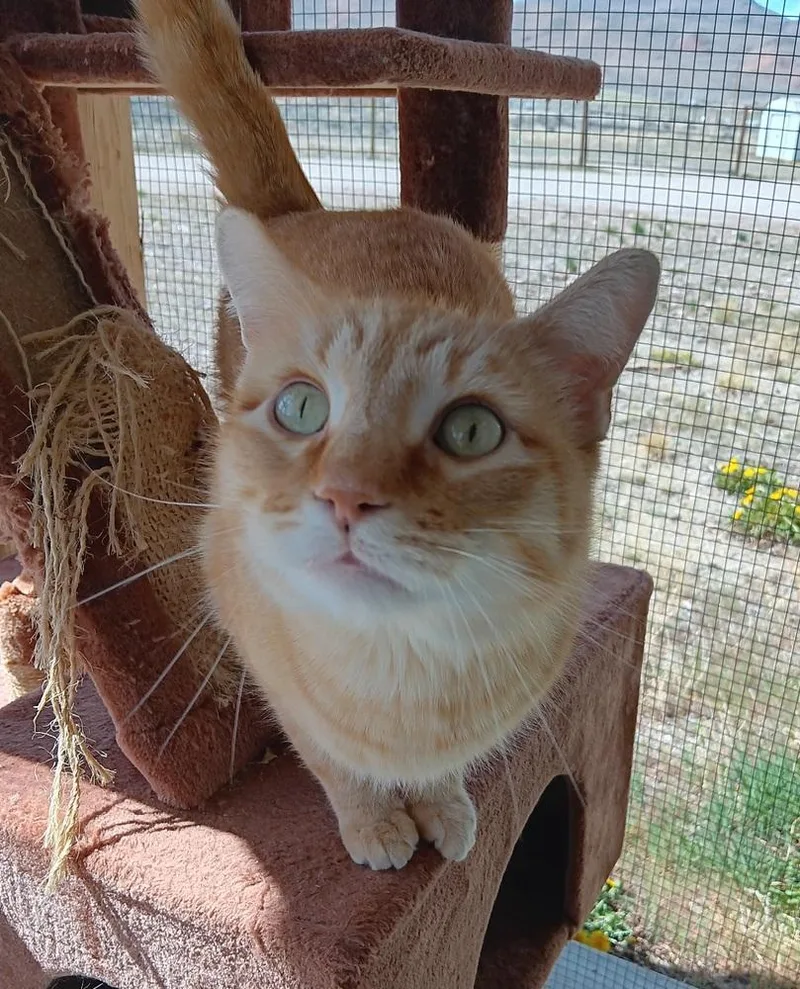 An adult medium-sized male Tabby (Orange / Red) Domestic Short Hair cat named Tigger for adoption in Challis, ID