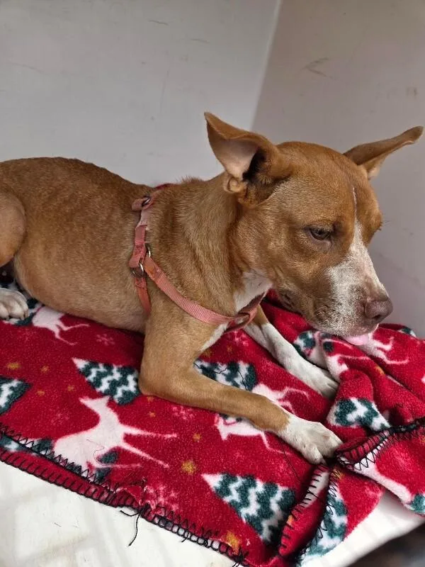 An adult medium-sized female Brown / Chocolate Mixed Breed dog named Puffy for adoption in Mobile, AL