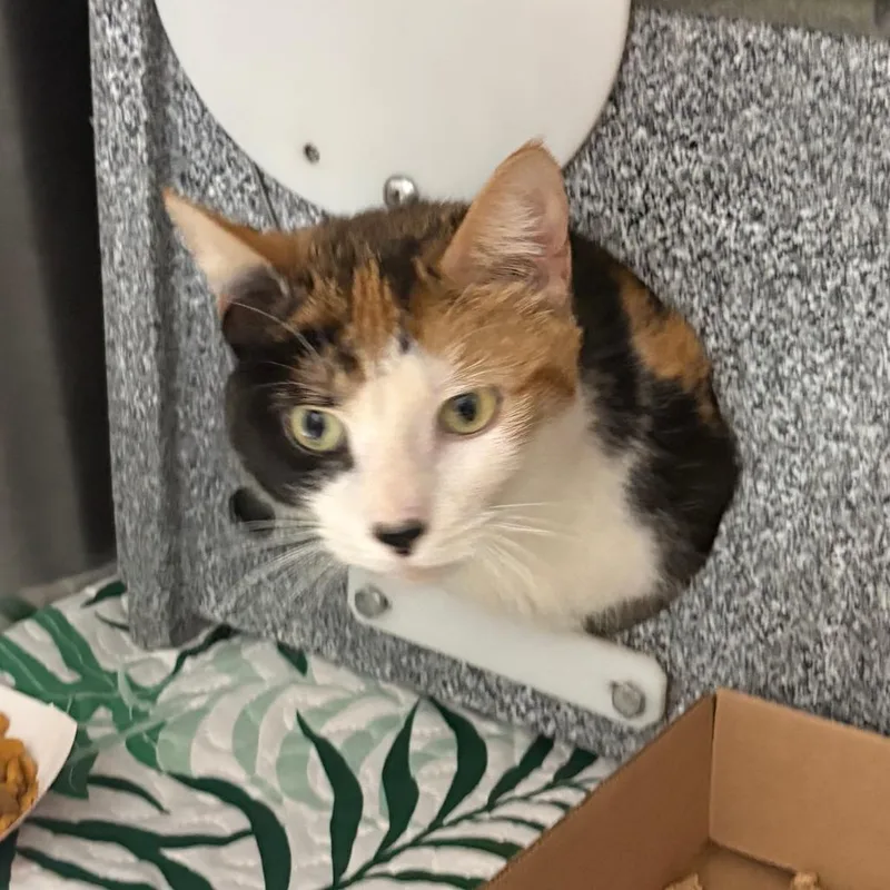 An adult small-sized female Calico Domestic Short Hair cat named Spirit for adoption in Newark, NJ